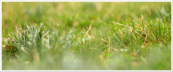 grass2