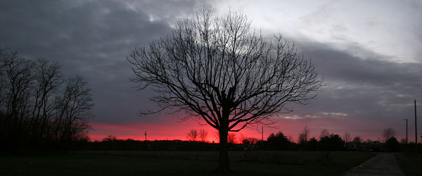 tree sunset