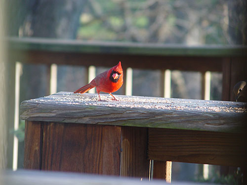 cardinal