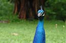 0516-peacock