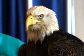 0115-eagle