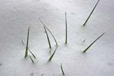 0321-grass-snow