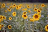 0827-sunflowers