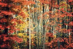 1115-blur-leaves