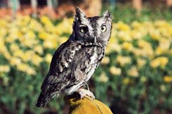 0417-screech-owl