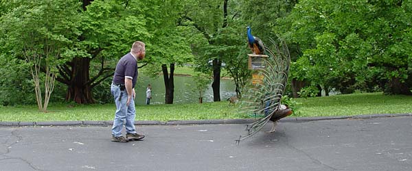 peacockfaceoff