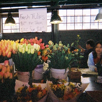 fresh_tulips.jpg